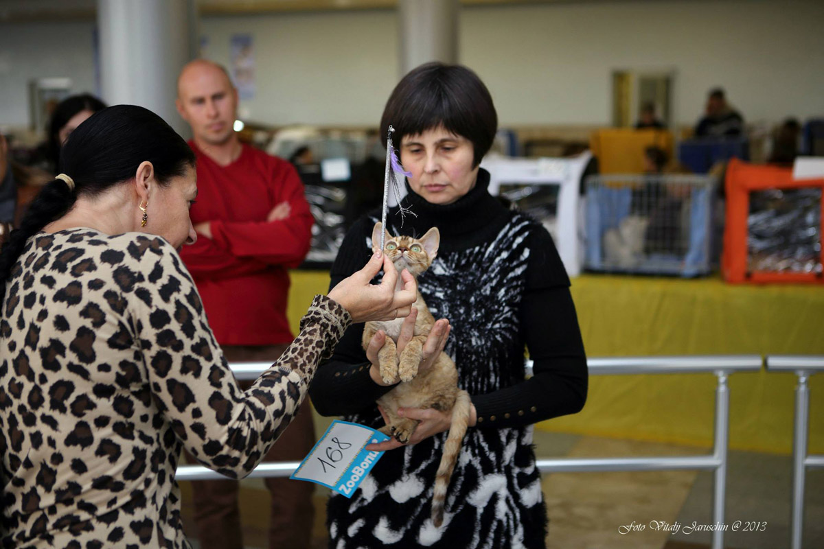 Twin Star Devon Rex cattery with cross-eyed kittens and herpesvirus-positive cats in Kharkiv