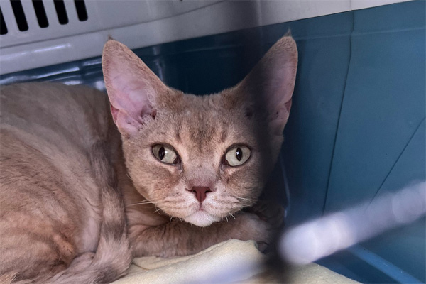 Cross-eyed Devon Rex kitten from Twin Star cattery in Kharkiv