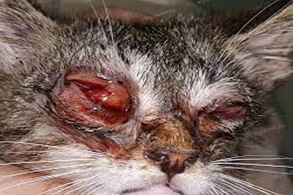 Kot Devon Rex w trakcie leczenia po przebytej infekcji FHV